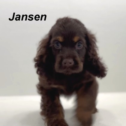 puppy, for, sale, Cocker Spaniel, Joe & Cherri  Overlease, dog, breeder, Miller, MO, dog-breeder, puppy-for-sale, forsale, nearby, find, puppyfind, locator, puppylocator, aca